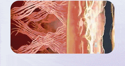 FasciaBoost® Anillo multifuncional de fascia corporal