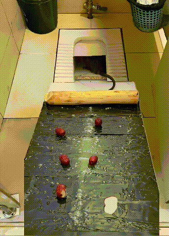 Trap Máster™ TRAMPA ULTRA ADHESIVA PARA RATONES